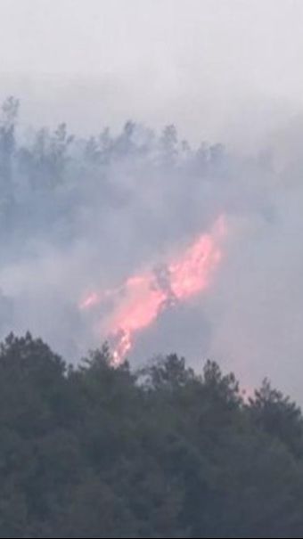 Kondisi Terkini Kebakaran Hutan Lereng Gunung Lawu, Terjadi Tiga Kali dalam Sebulan