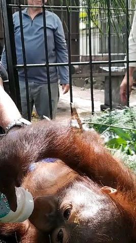 Kisah Pilu Logos, Orang Utan Kalimantan yang Diselundupkan ke Pulau Jawa