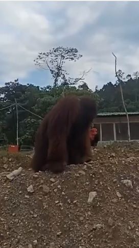 Viral Orangutan Masuk Area Tambang, BKSDA Sultra Pastikan Bukan di Konawe Utara