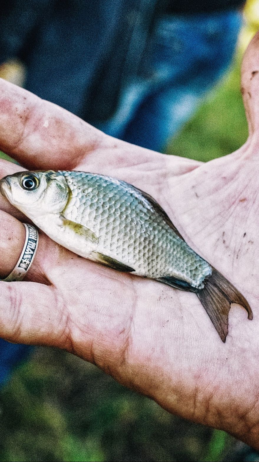 Serunya Tradisi Ngubyag saat Kemarau di Ciamis, Tangkap Ikan di Sungai Pakai Tangan Kosong untuk Eratkan Silaturahmi