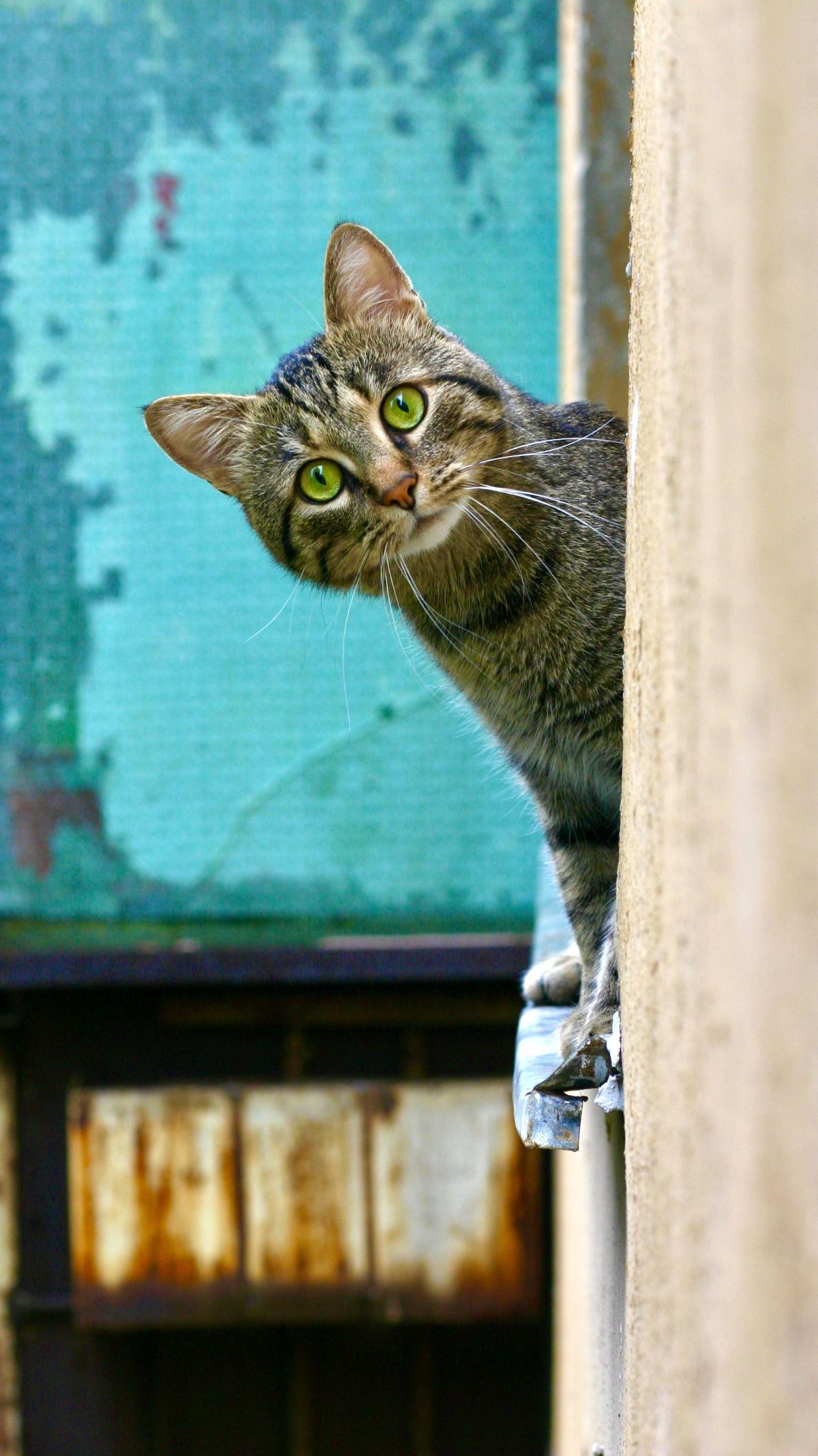 Apakah Kutu Kucing Bisa Menular kepada Manusia?