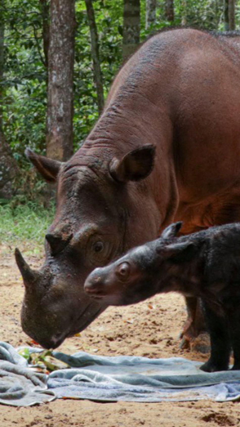 Kabar Gembira, Seekor Badak Sumatera Lahir di Taman Nasional Way Kambas