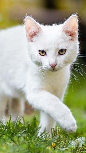 Viral Cekoki Kucing dengan Miras, Tiga Perempuan di Padang Terancam 9 Bulan Penjara