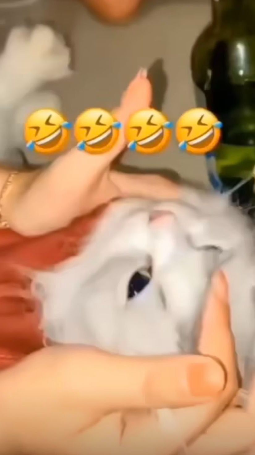 Unggah Video Cekoki Kucing dengan Soju, Tiga Perempuan di Padang Akhirnya Minta Maaf