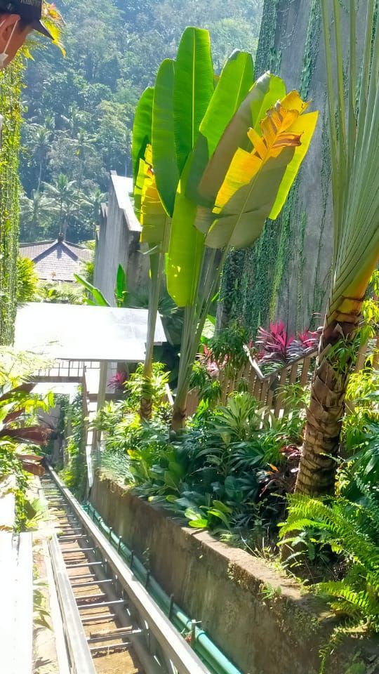 Buntut Kasus Lift Maut, Ayu Terra Resort Ubud Ditutup untuk Umum!