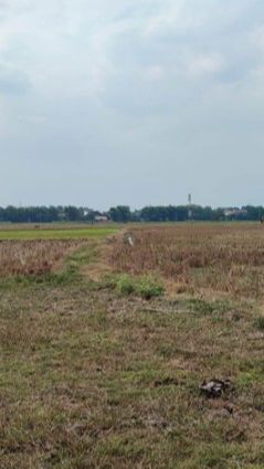 Tiga Lokasi Pilihan Gernas Tanam Padi 500 Ribu Ha di Blora