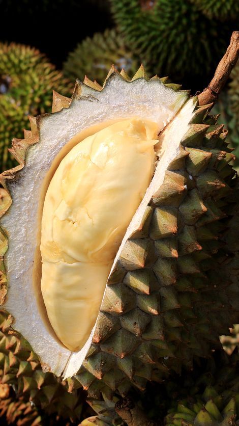 Otak Licik Penjual Durian Bikin Tercengang Pakai Alat Suntik 'Hasilnya Memuaskan'