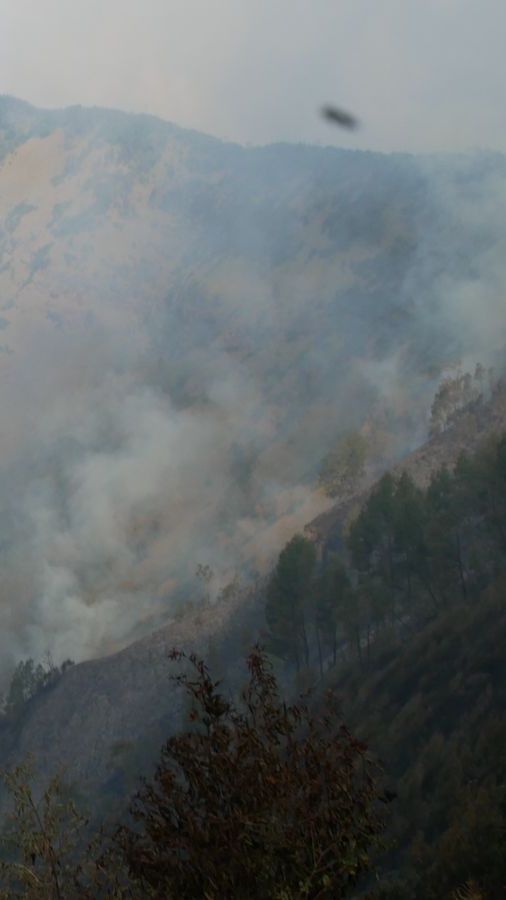 Kronologi Bukit Teletubbies Bromo Terbakar Diduga karena Flare Foto Prewedding, Berujung Pelaku Ditangkap