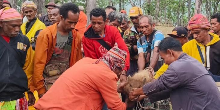 Mengenal Denda Adat Sopi dan Ayam Merah, Sanksi Bagi Perusak Hutan Dalam Kawasan Cagar Alam Mutis Timor Tengah Selatan