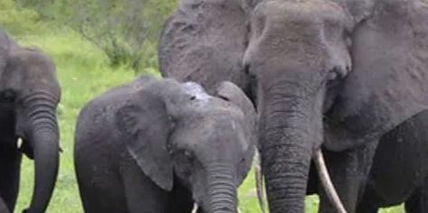 Gajah Liar Rusak Kebun dan Pondokan Warga