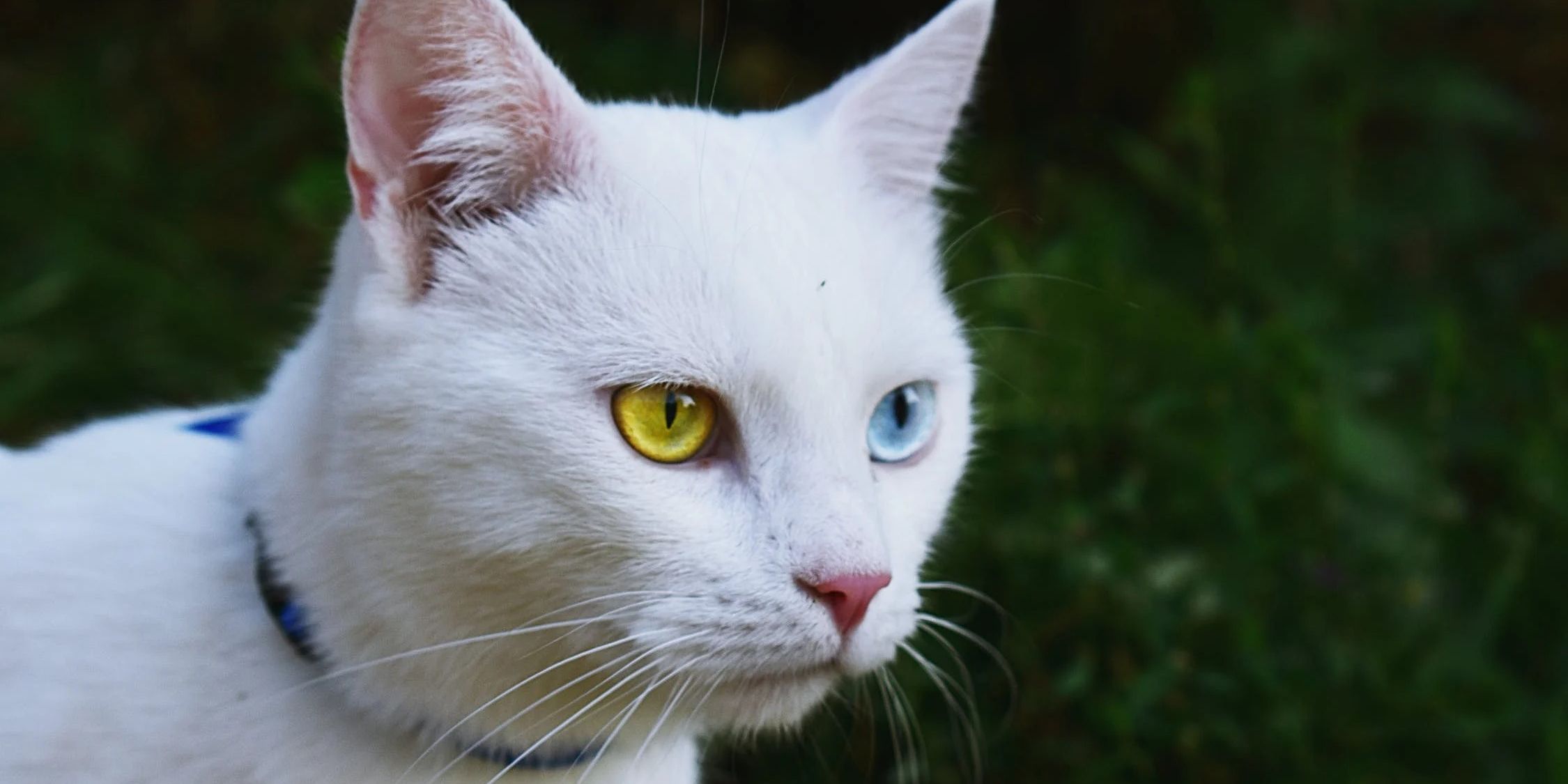 9 Kucing yang Memiliki Warna Langka di Dunia, Mana Favoritmu?