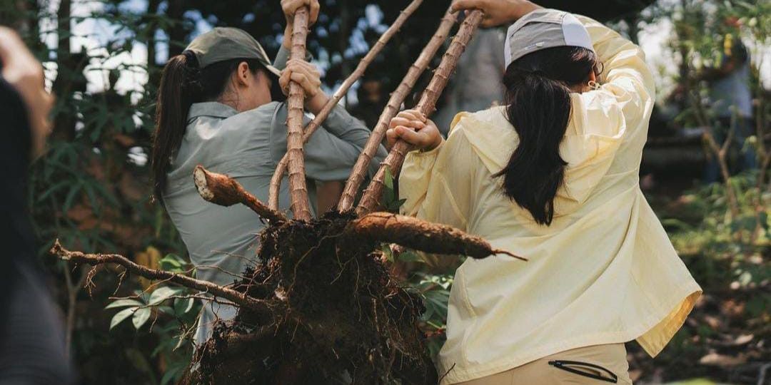 Jangan Gengsi Makan Singkong, Ini Manfaat Untuk Kesehatan Salah Satunya Menurunkan Darah Tinggi