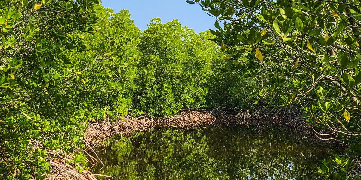 46 Hektare Mangrove Raib Dampak Proyek Pembangunan Tol Semarang - Demak