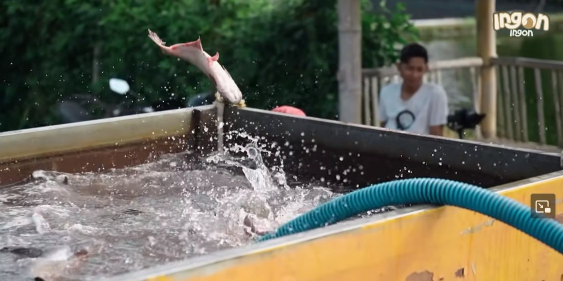 Satu Desa Panen Cuan, Ini Kisah Inspiratif Para Petani Tulungagung Kompak Budi Daya Ikan Patin