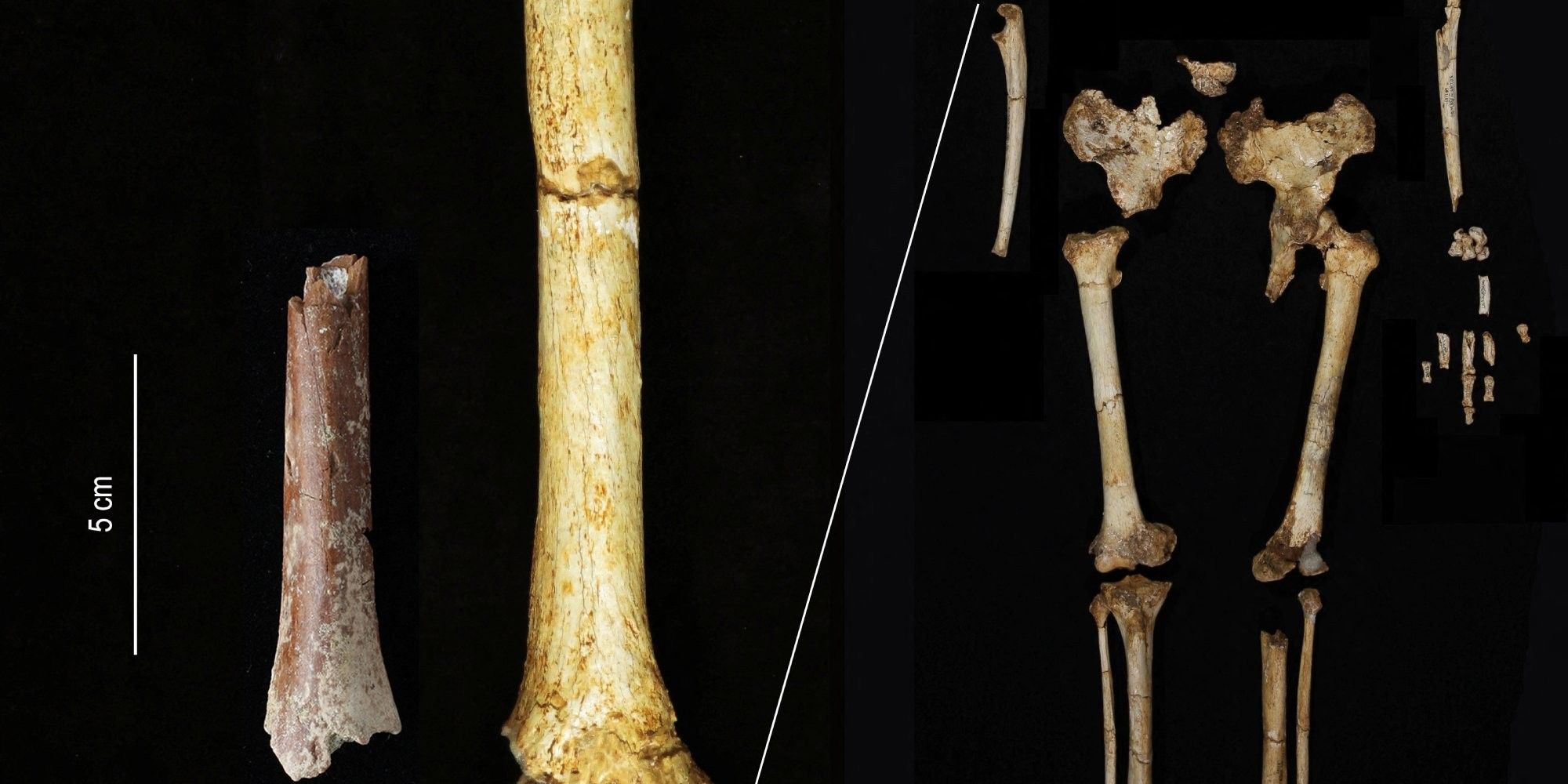 Ilmuwan Pecahkan Misteri Spesies Manusia Purba di Indonesia, Temukan Tulang Tangan Manusia 'Hobbit' di Flores yang Hidup 700.000 Tahun Lalu