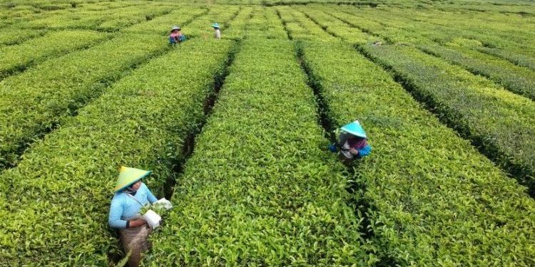 Cikal Bakal Industri Teh Pertama di Nusantara, Datangkan Ahli dari China ke Purwakarta