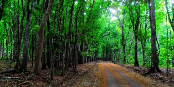 3 Fakta Hutan Jatim Salah Satu yang Terkaya di Indonesia, Daun Talas Jadi Rebutan Amerika hingga Inggris