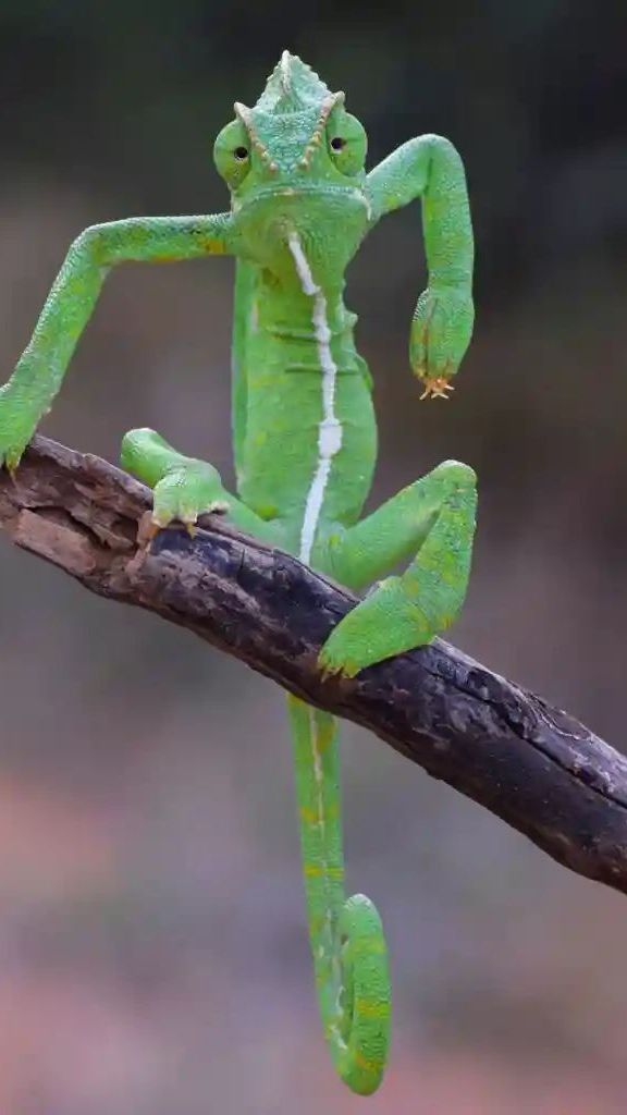 Kumpulan Foto Lucu Hewan, Momen Terbaik Hasil Jepretan Fotografer Andal