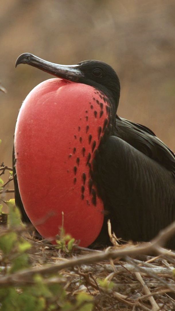 9 Hewan Langka dan Aneh yang Hanya Hidup di Kepulauan Galapagos