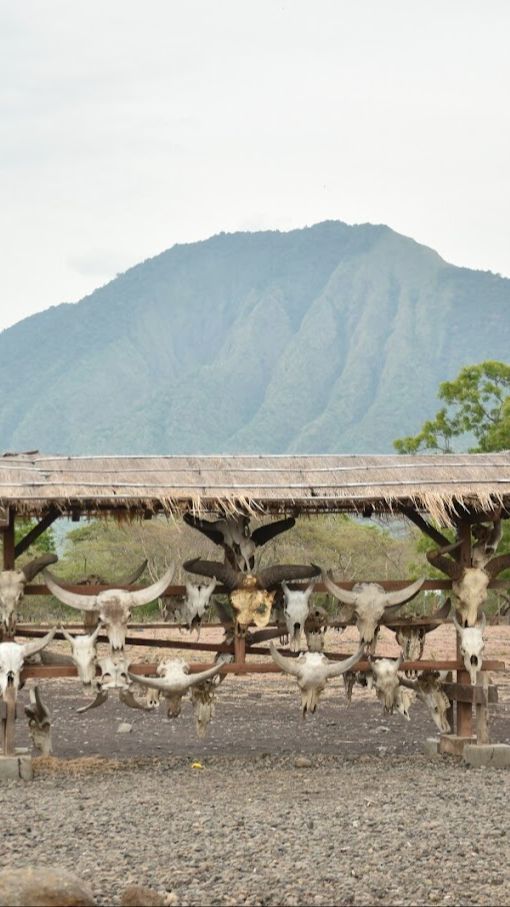 4 Fakta Taman Nasional Baluran Tutup Sebulan Penuh, Buka Kembali 16 Februari 2024