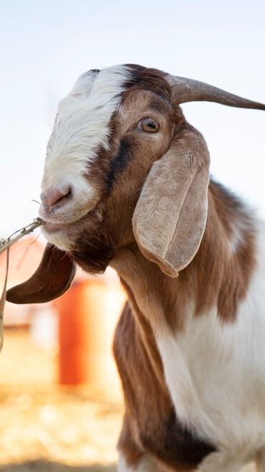 Iseng Beli Dua Kambing, Pria Ini Kantongi Penghasilan hingga Rp40 Juta per Bulan