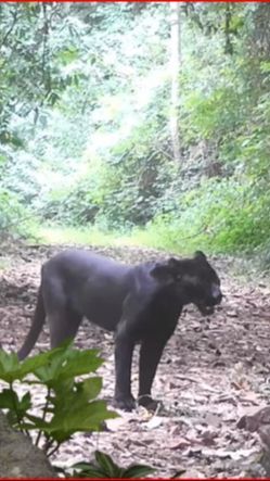 Masih dapat Ditemui walau Mulai Langka, Begini Kehidupan Satwa Macan di Hutan Blora