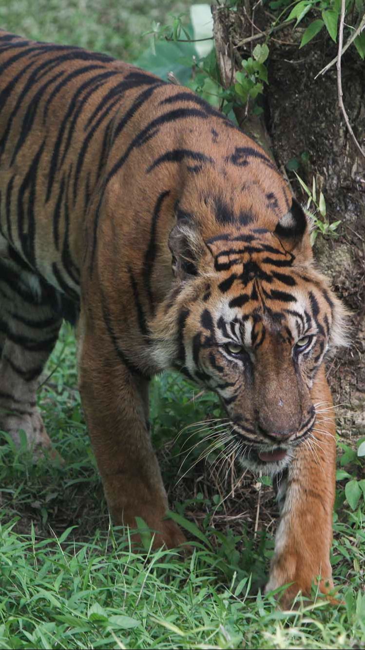 FOTO: Bertubuh Kurus, Ini Penampakan Harimau Sumatera di Medan Zoo yang Bikin Miris