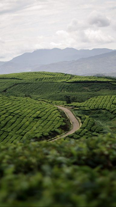 Sejarah Kebun Teh Kayu Aro Jambi, Perkebunan Tertua di Indonesia Sejak Abad 20