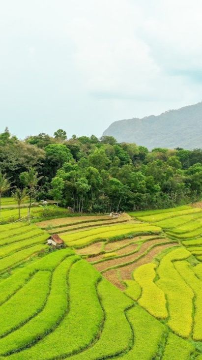 Mengenal Uniknya Padi Salibu yang Dilirik Pemprov Jabar, Sekali Tanam bisa Panen hingga 5 Kali