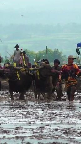 Harga Beras Melonjak Tajam, Daya Beli Petani Jadi Lebih Baik?