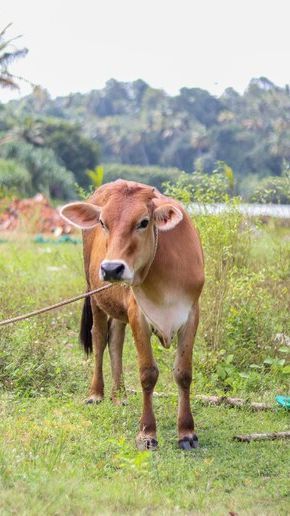 Awalnya Istri Ngidam Beli Sapi, Kini Pemuda Banyuwangi jadi Juragan Sapi Omzetnya Miliaran Rupiah