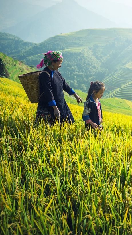 Food Estate adalah Program Peningkatan Produksi Pangan, Ketahui Tujuannya