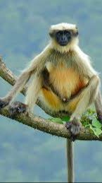 Menyambut Kelahiran Bayi Langur Langka Warna Emas, Mirip Kera Sakti