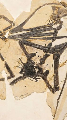 Spesies Baru Pterosaurus Tanpa Gigi Ditemukan di China