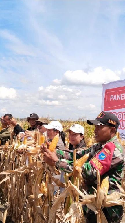 Mahfud MD Sebut Food Estate Proyek Gagal, Mentan Amran Pamer Panen Jagung di Gunung Mas