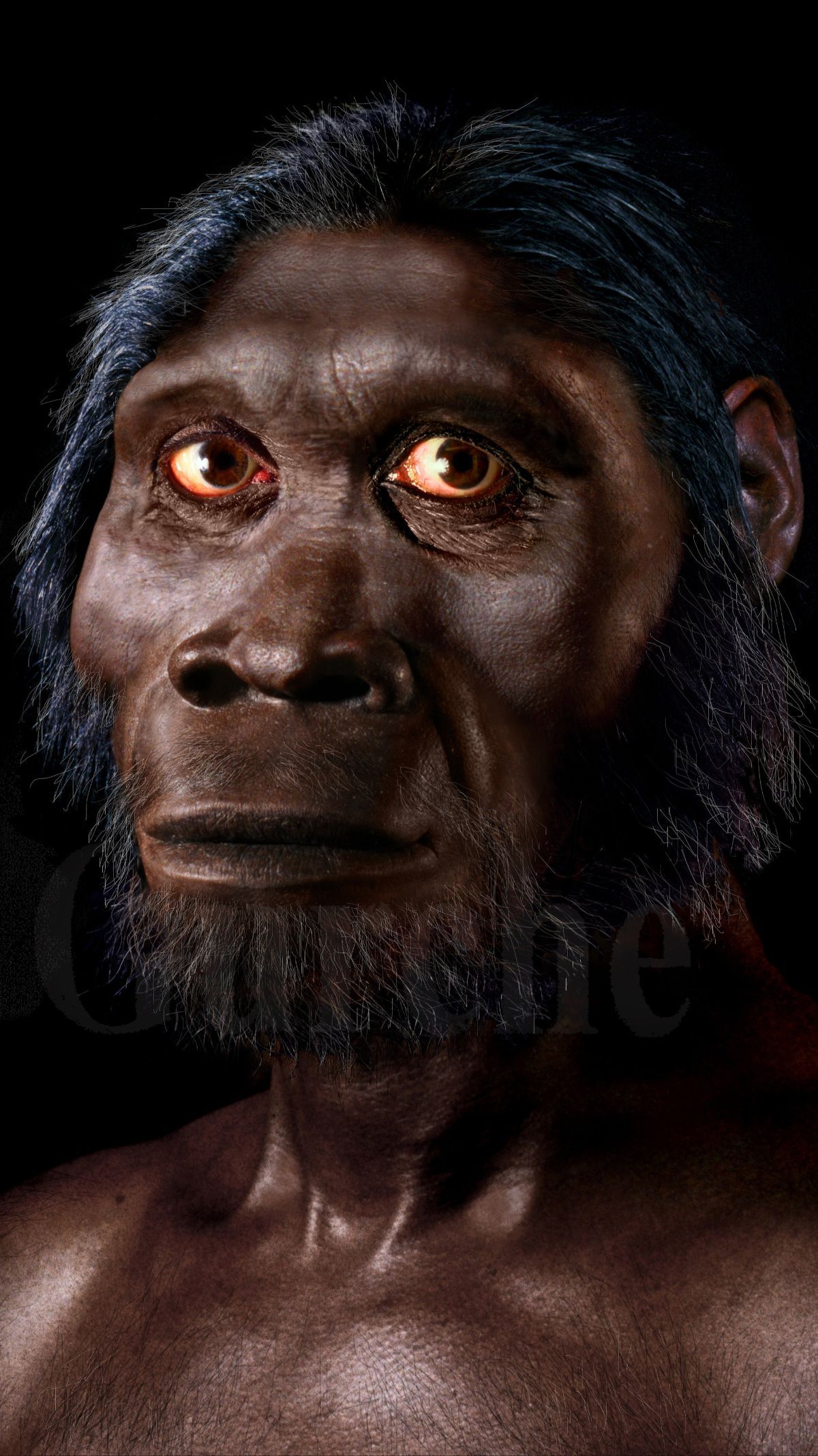 How Many Species of Humans Live on Earth? Here is the Scientist's ...