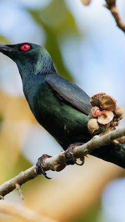 Mitos Burung Cucak Keling dalam Kepercayaan Indonesia, Ini Ulasannya