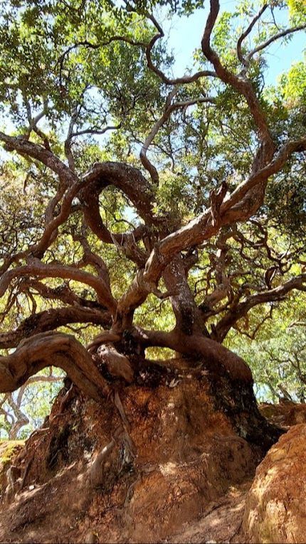 Menjelajah Hutan Bonsai Fatumnasi di NTT, Ribuan Pohon Kerdil Berusia Ratusan Tahun Bentuknya Bak Orang Menari