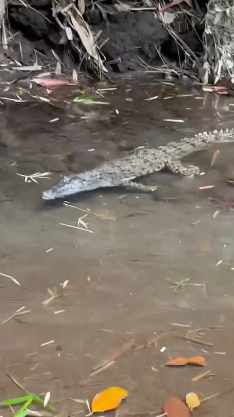 Viral Penemuan Buaya di Wisata Laguna Kalondes, Berhasil Ditangkap