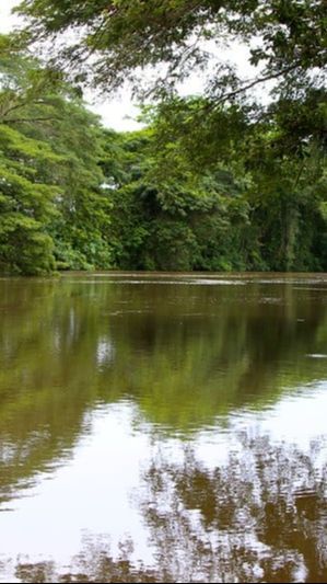 Batu Bergambar Wajah Manusia Berusia 2.000 Tahun Muncul dari Sungai Amazon, Begini Wujudnya