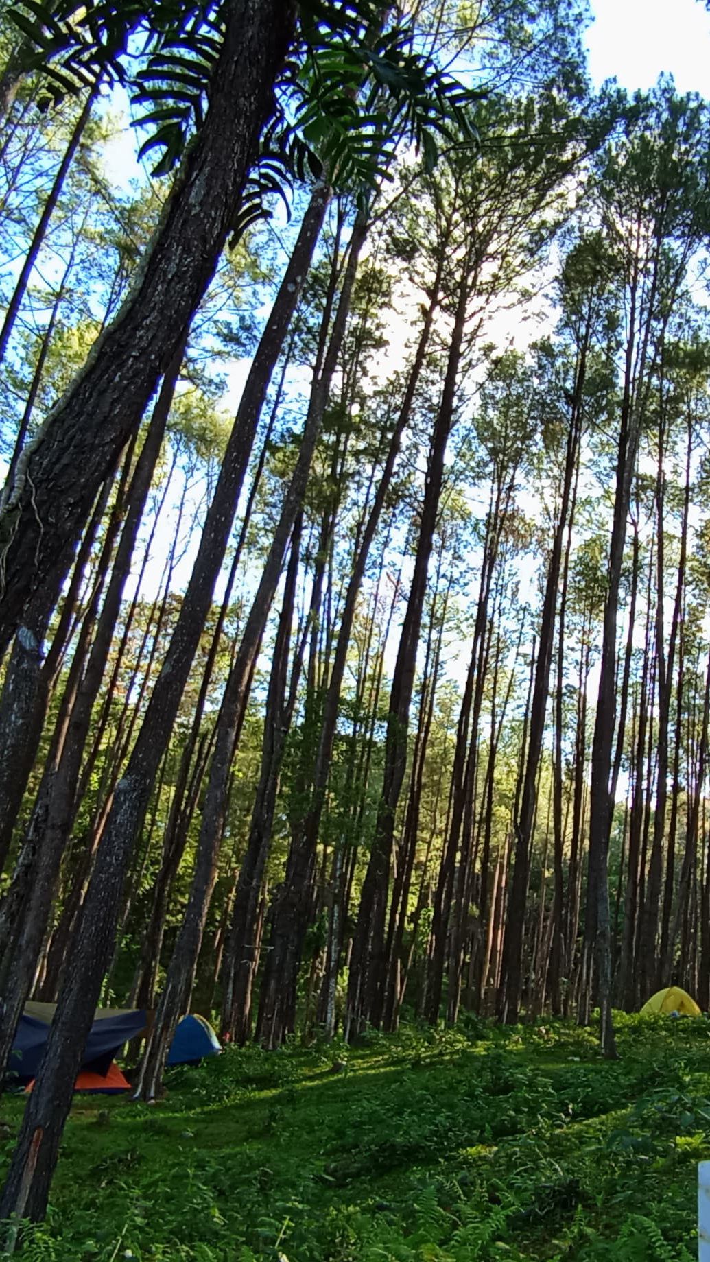 Pengembangan Ekonomi Hijau di Indonesia Belum Menggiurkan Buat Investor