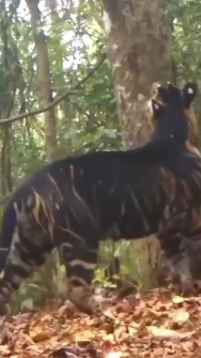 VIDEO Harimau Melanistik Superlangka Tertangkap Kamera di India