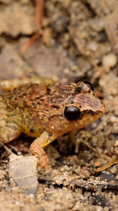 Spesies Baru Katak Kecil Ditemukan di Indonesia, Ukurannya Cuma 3 Cm!