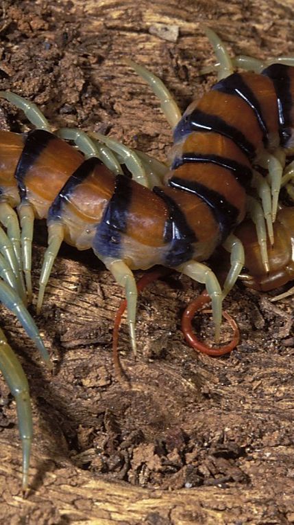 Ilmuwan Temukan Arthropoda Mirip Udang dengan Tiga Mata dan Bentuk Aneh