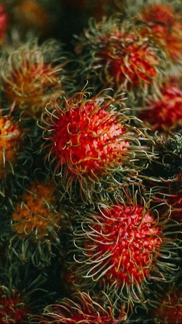 Efek Samping Makan Rambutan Terlalu Banyak, Bisa Tingkatkan Kadar Gula Darah