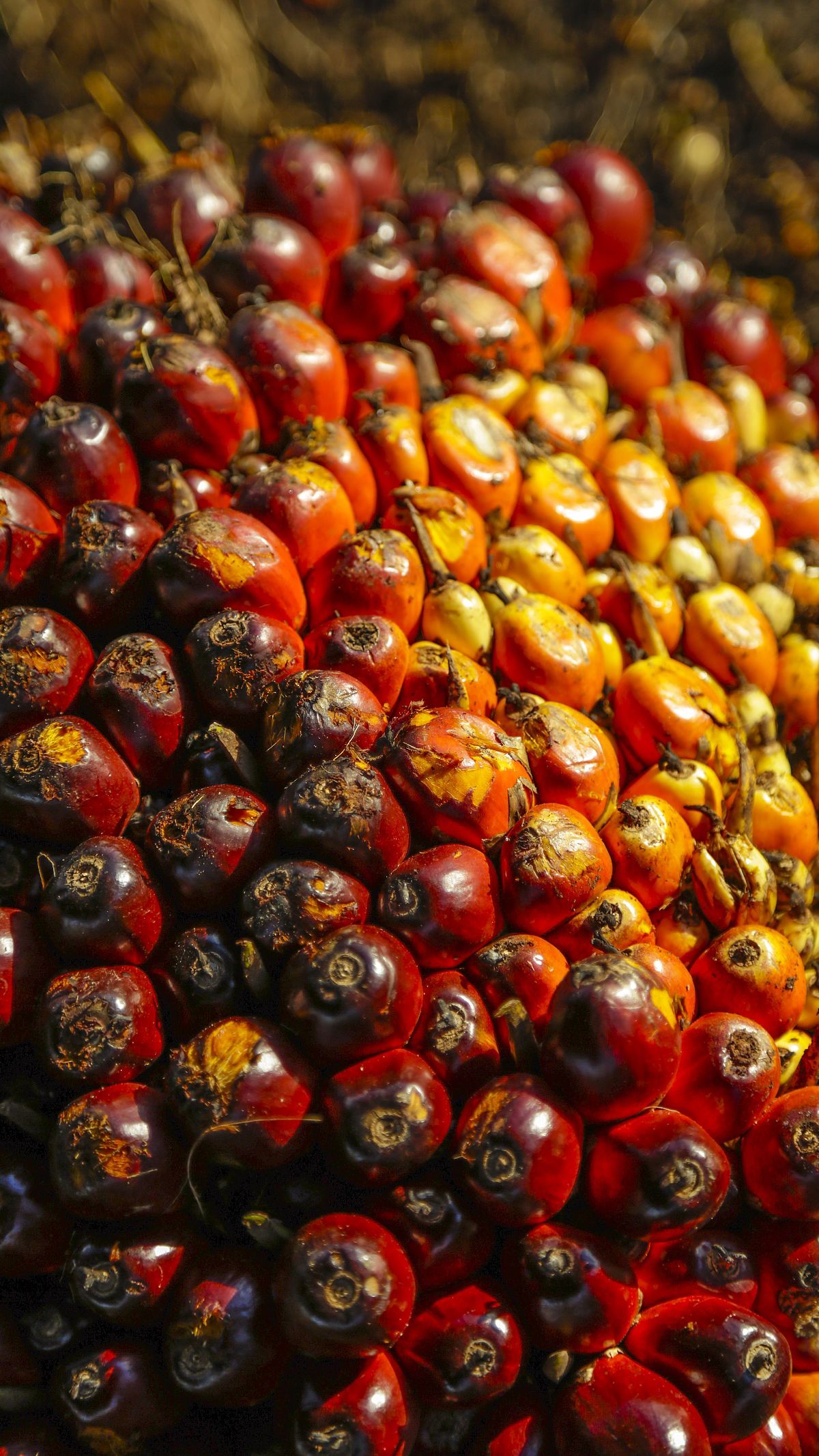 Jejak Sejarah Kelapa Sawit di Indonesia, Berawal dari Perusahaan Besar Milik Belanda di Pantai Timur Sumatra