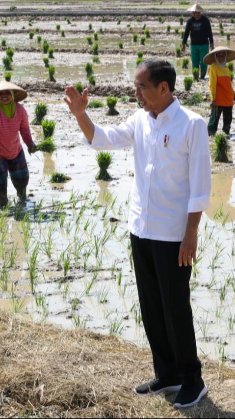 Genjot Produksi Beras, Jokowi Minta Petani Mulai Tanam Padi Bulan ini