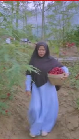 Kisah Ibu-Ibu di Magelang Bertani Rosela karena Terdampak Corona, Modal Sedikit Untung Besar dan Kaya Manfaat