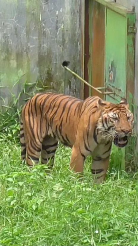 Deretan Fakta Matinya Harimau Benggala di Medan Zoo, KLHK Minta Evaluasi