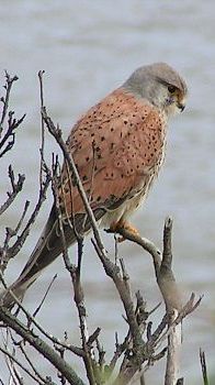 Fakta Unik tentang Kestrel, Predator Kecil dengan Warna Cantik